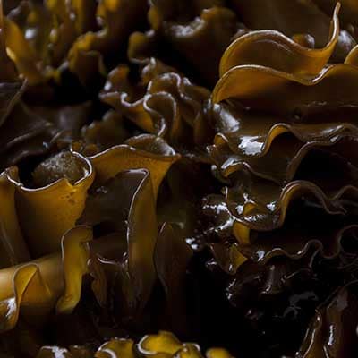 Бурые водоросли